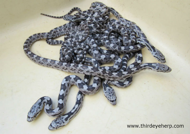 Gray Rat Snakes
